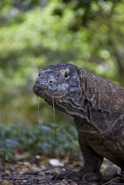 Close-up of Komodo dragon, Komodo NP, Indonesia
